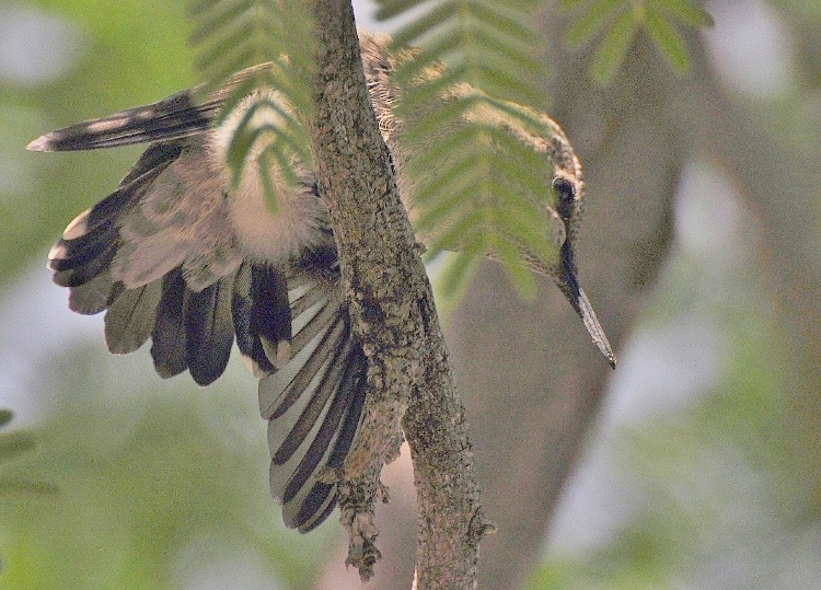 baby hummingbird